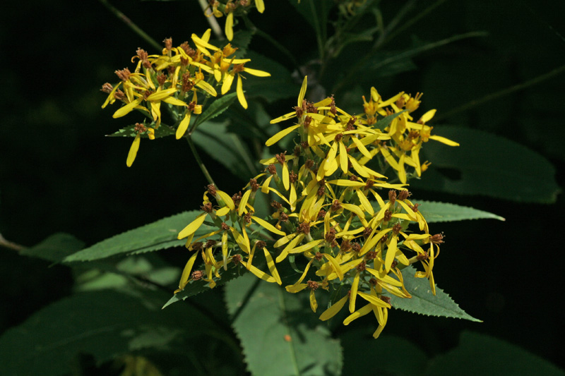 Senecio fuchsii