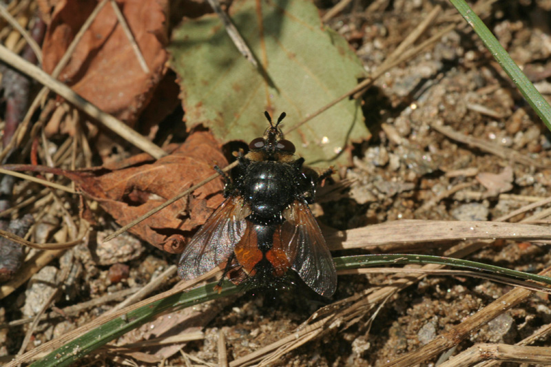 Tachinidae.