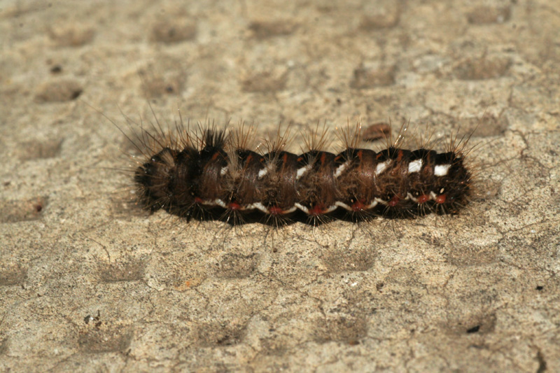 larva da determinare