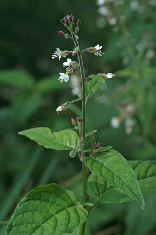 Circaea lutetiana / Erba maga comune