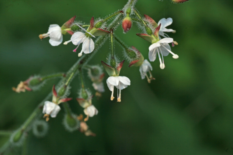 Circaea lutetiana / Erba maga comune