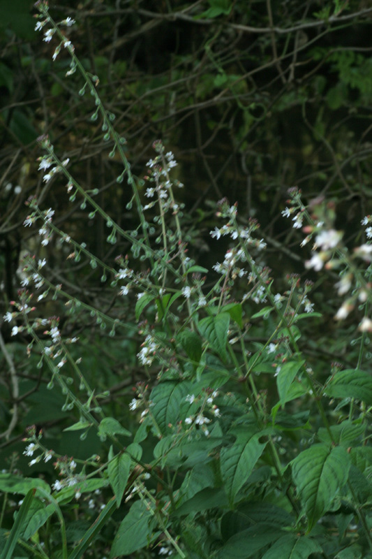 Circaea lutetiana / Erba maga comune