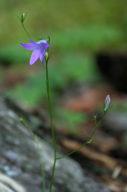 Campanula rapunculus