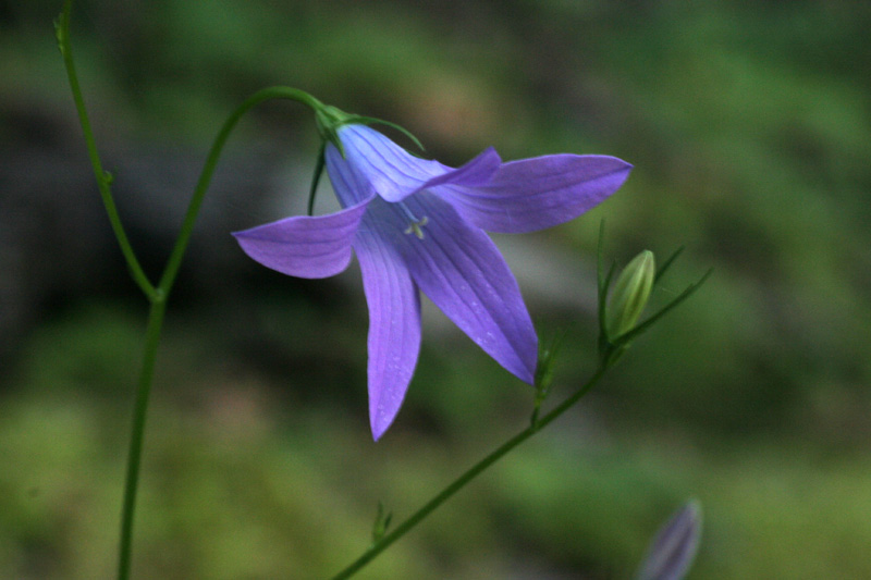 Campanula rapunculus