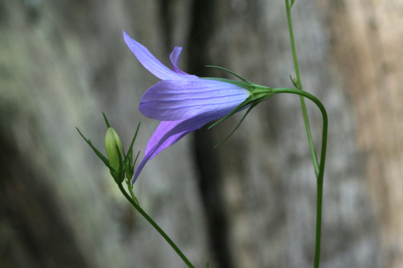 Campanula rapunculus