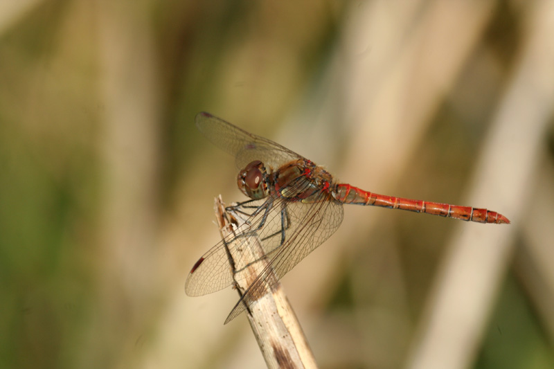 Sympetrum striolatum e vulgatum