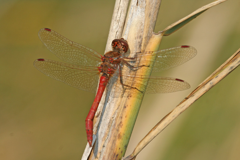 Sympetrum striolatum e vulgatum