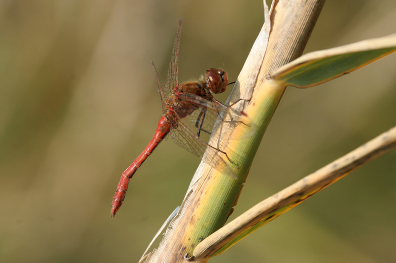 Sympetrum striolatum e vulgatum