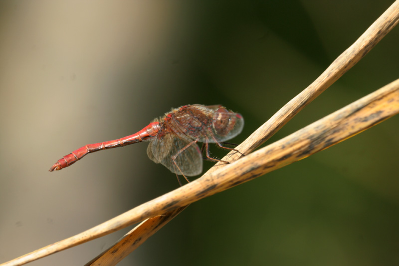 Sympetrum striolatum e vulgatum