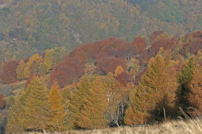 I primi colori d''autunno