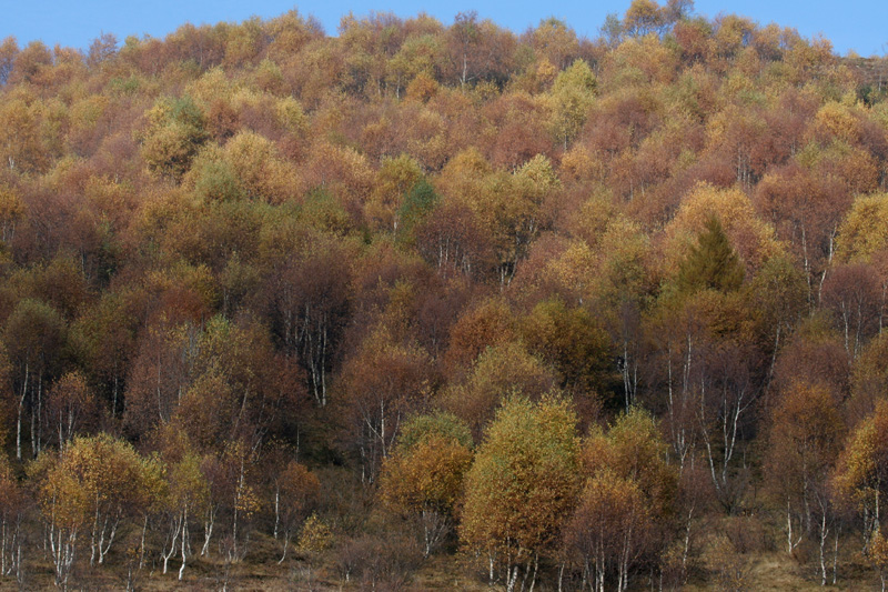 I primi colori d''autunno