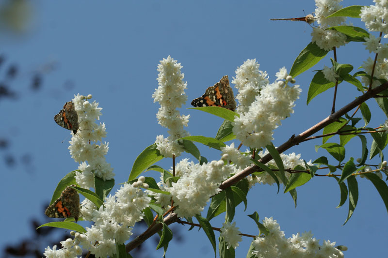 Vanessa cardui, migrazione?