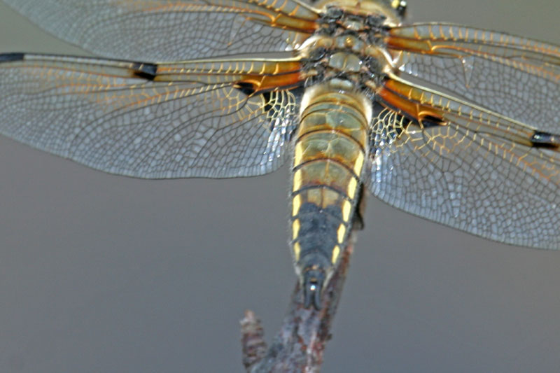 Libellula quadrimaculata