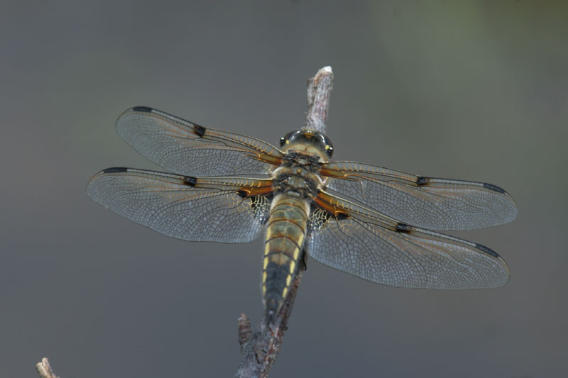 Libellula quadrimaculata