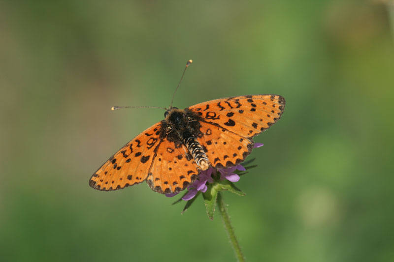 da determinare.. - Melitaea didyma (maschio)