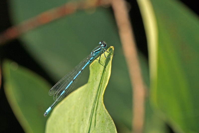 aiuto determinazione - I. elegans e C. puella (maschi)