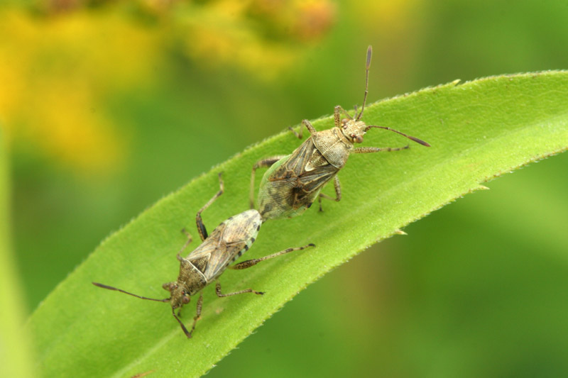 Eterotteri da determinare: Stictopleurus e Carpocoris