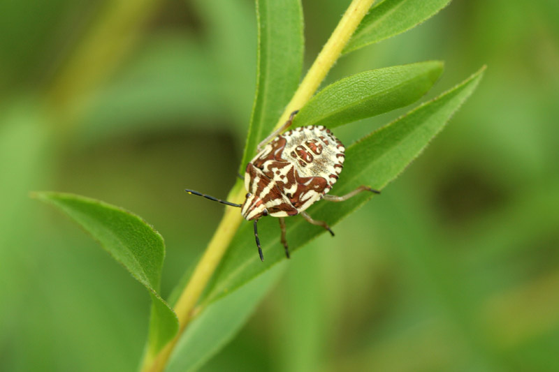 Eterotteri da determinare: Stictopleurus e Carpocoris