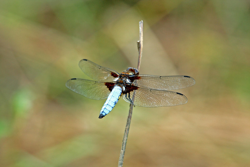 Libellula depressa ... o fulva ??!