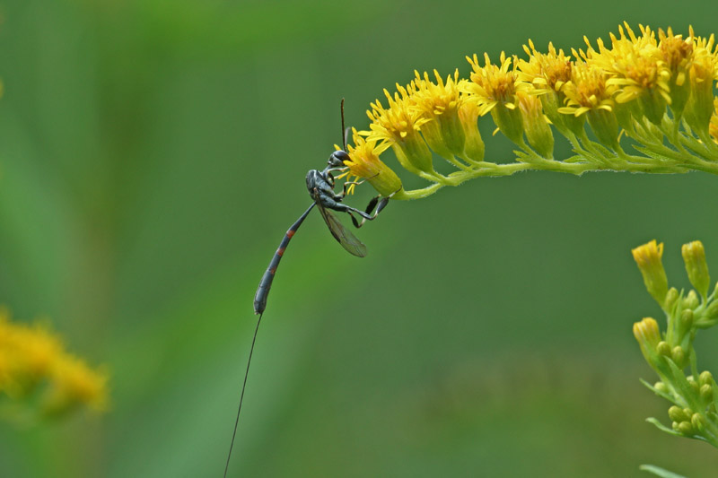 icneumonide ? No. Gasteruptiidae