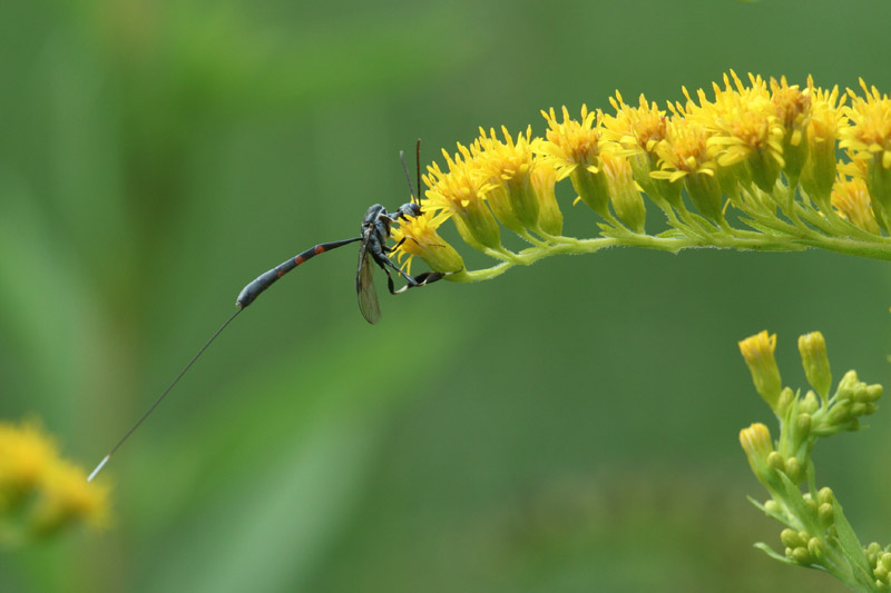 icneumonide ? No. Gasteruptiidae