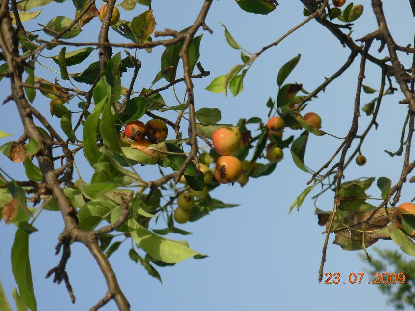 Cercis siliquastrum