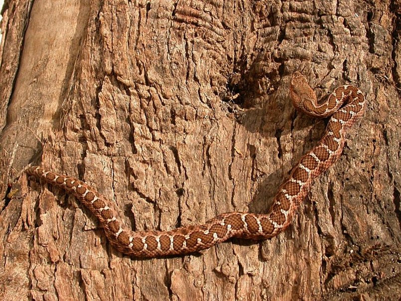 Vipera aspis hugyi baby