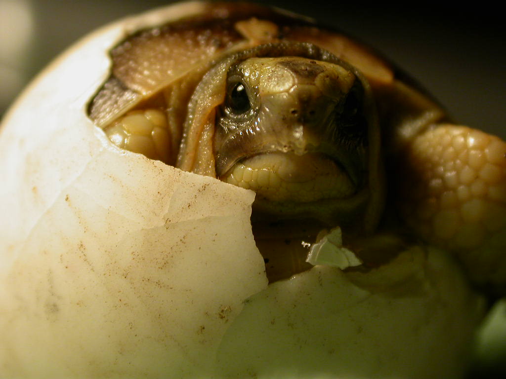 Il dente...dell''uovo! (testudo graeca)