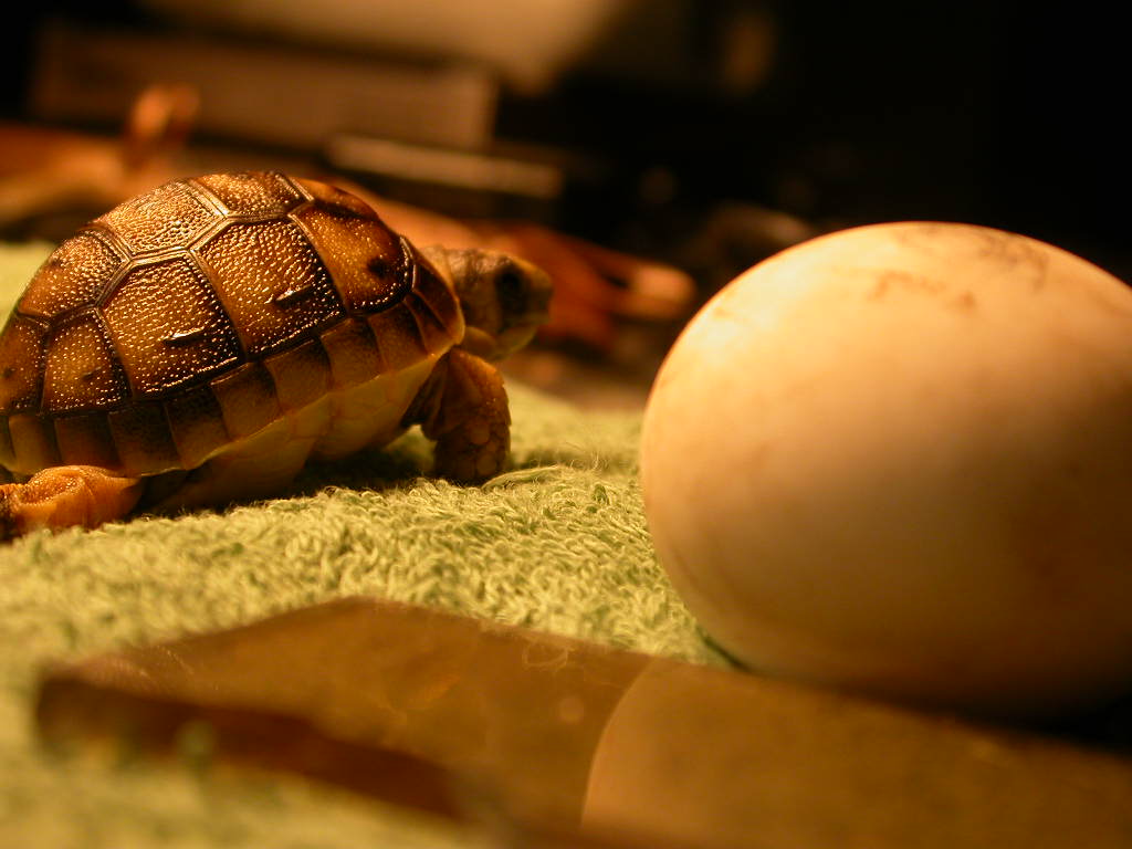 Il dente...dell''uovo! (testudo graeca)