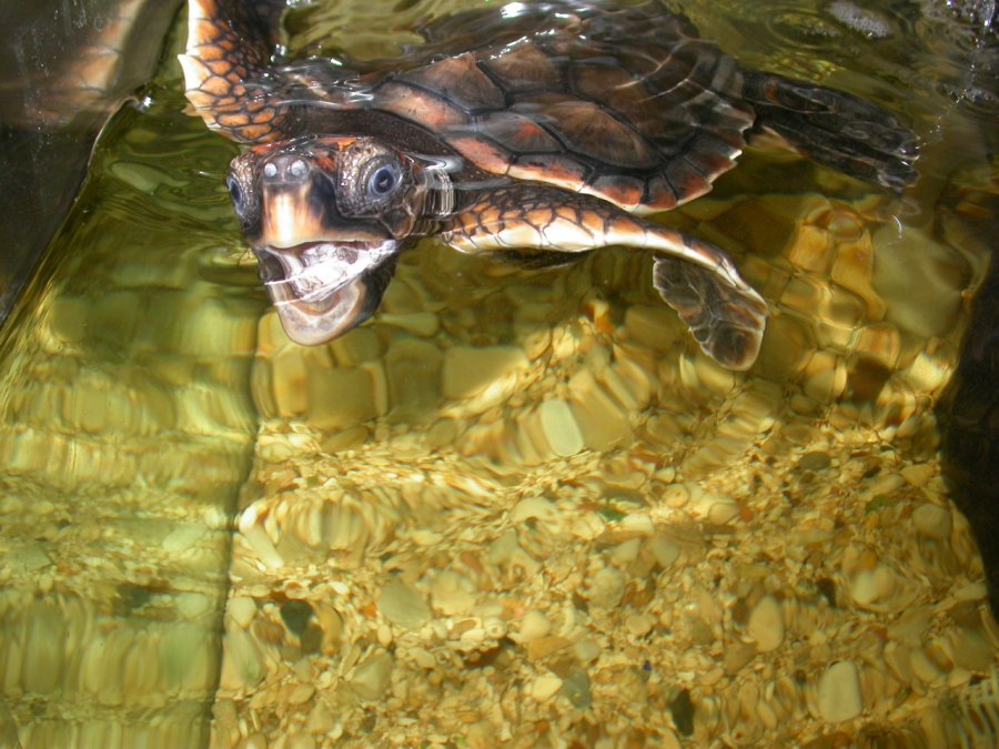 Carettina (Caretta caretta....carina)