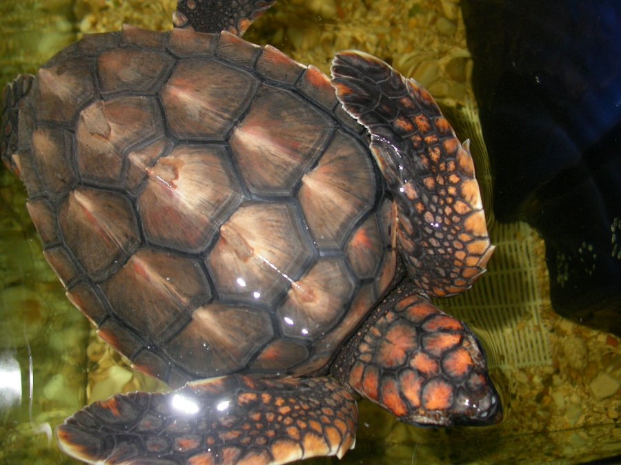 Carettina (Caretta caretta....carina)