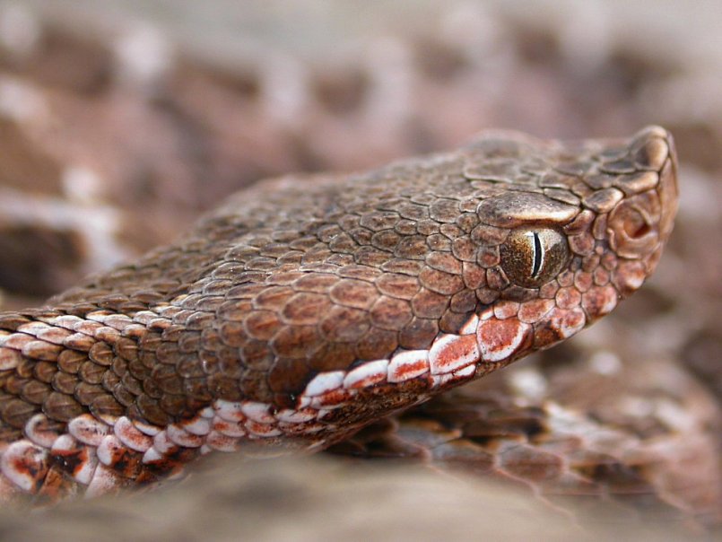 Vipera aspis hugyi baby