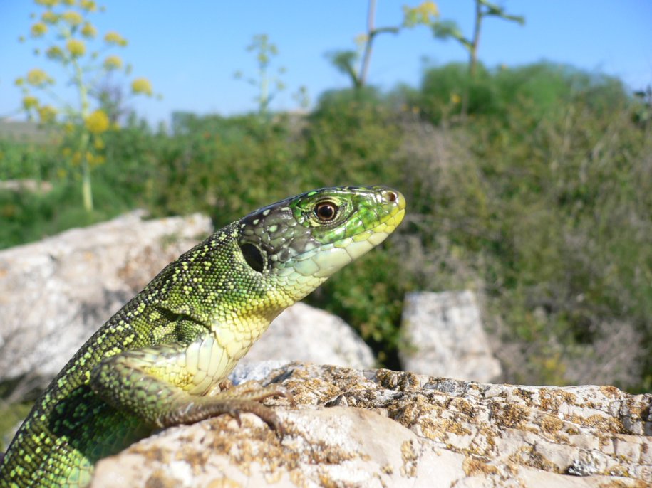 Un giretto nel Parco della Murgia, con quiz finale