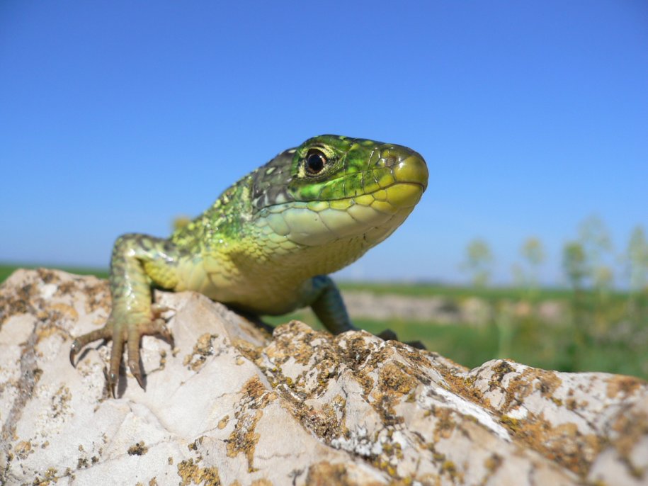 Un giretto nel Parco della Murgia, con quiz finale