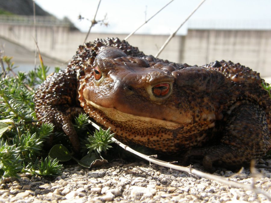 Bufo bufo spinosus dell''Alta Murgia