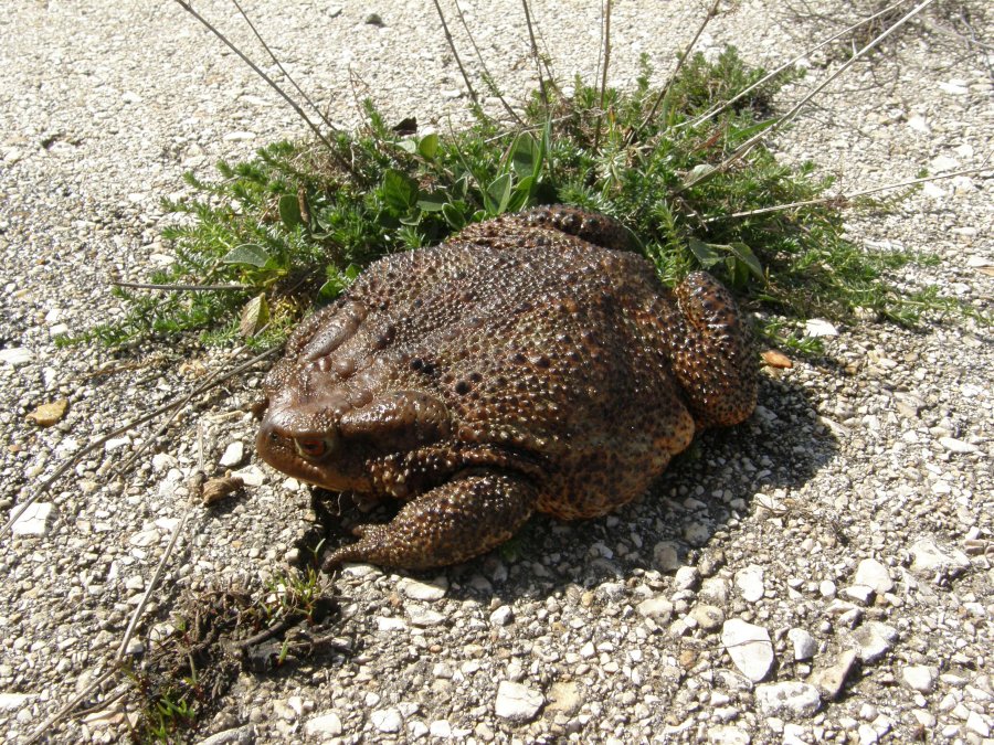 Bufo bufo spinosus dell''Alta Murgia