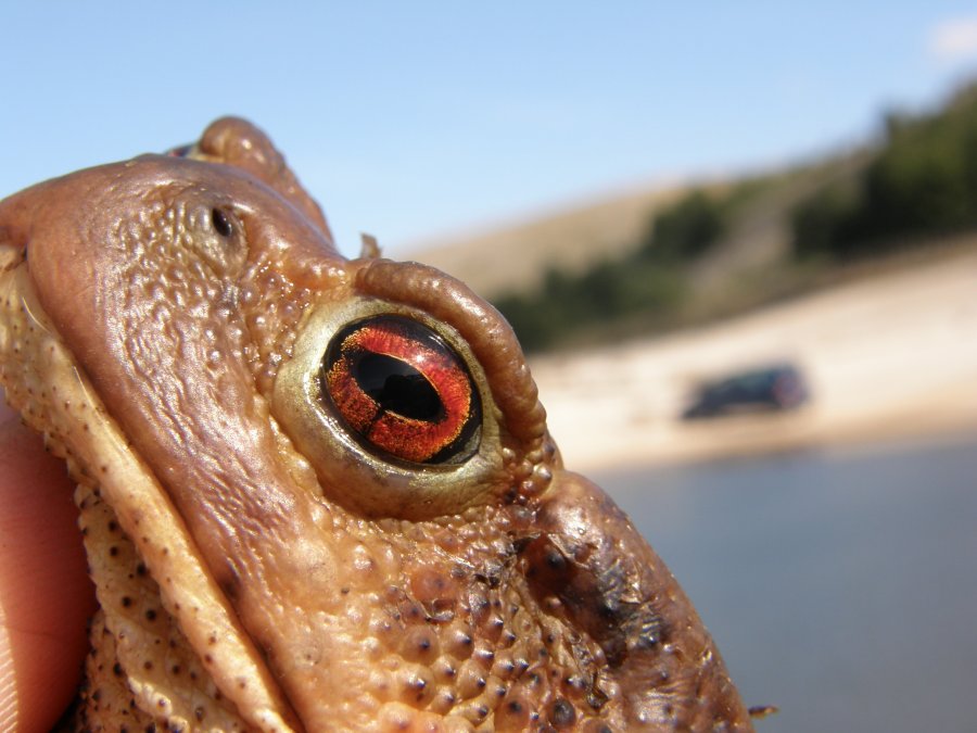 Bufo bufo spinosus dell''Alta Murgia