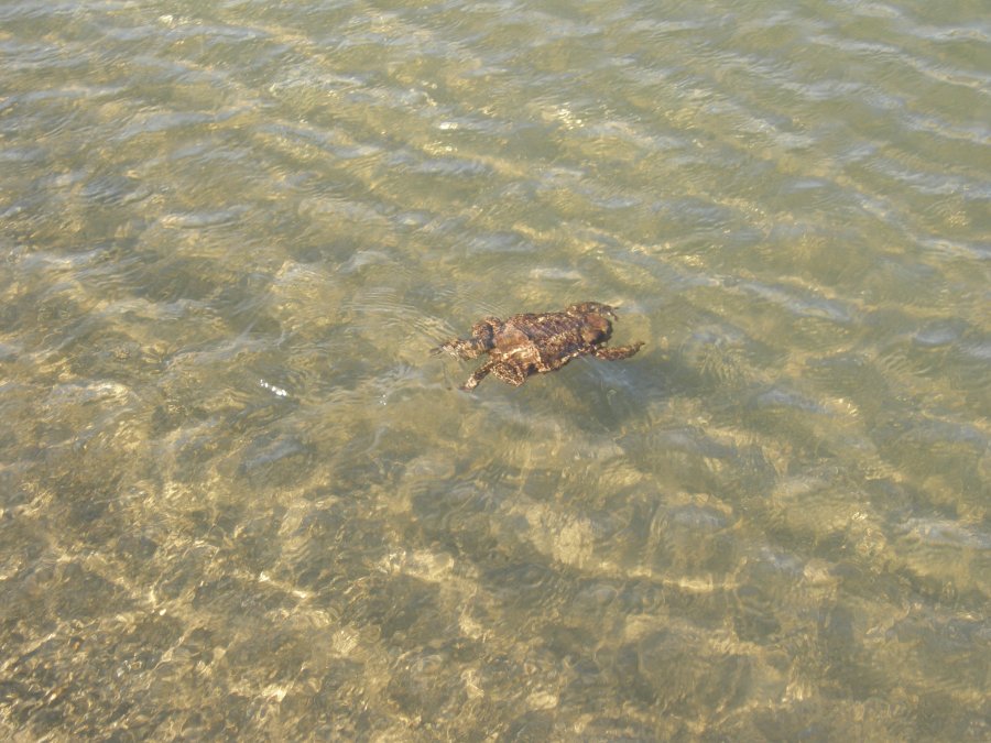 Bufo bufo spinosus dell''Alta Murgia