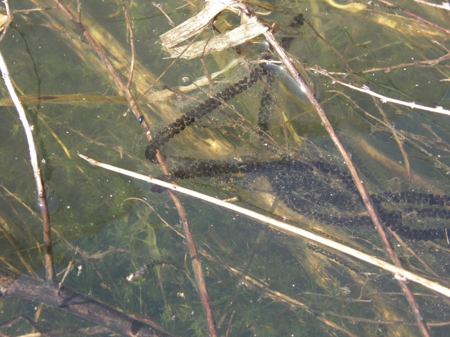 Bufo bufo spinosus dell''Alta Murgia