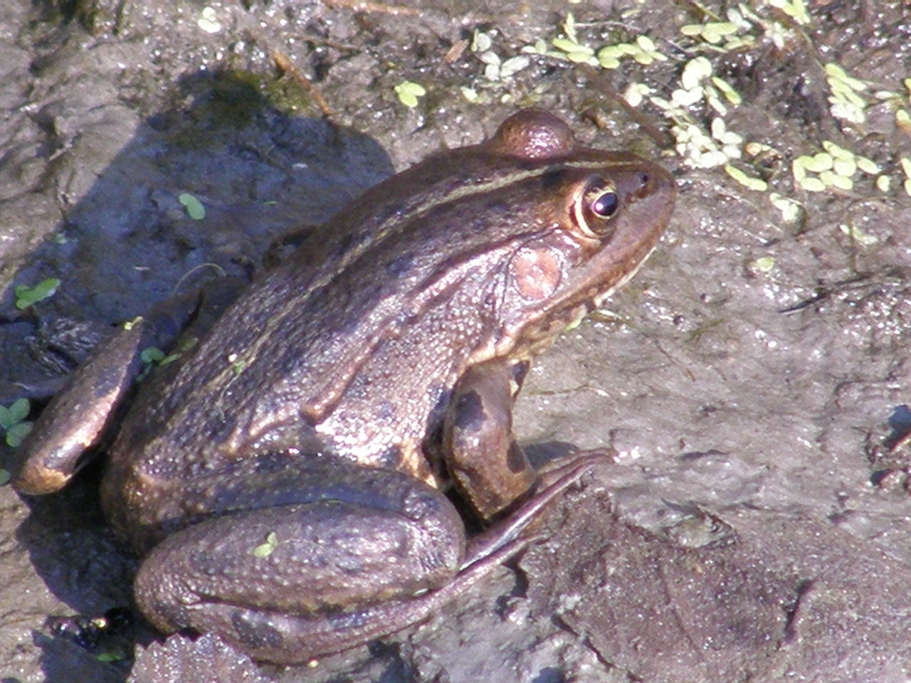 Faccia di... bronzo! Pelophylax sp. (Grecia)