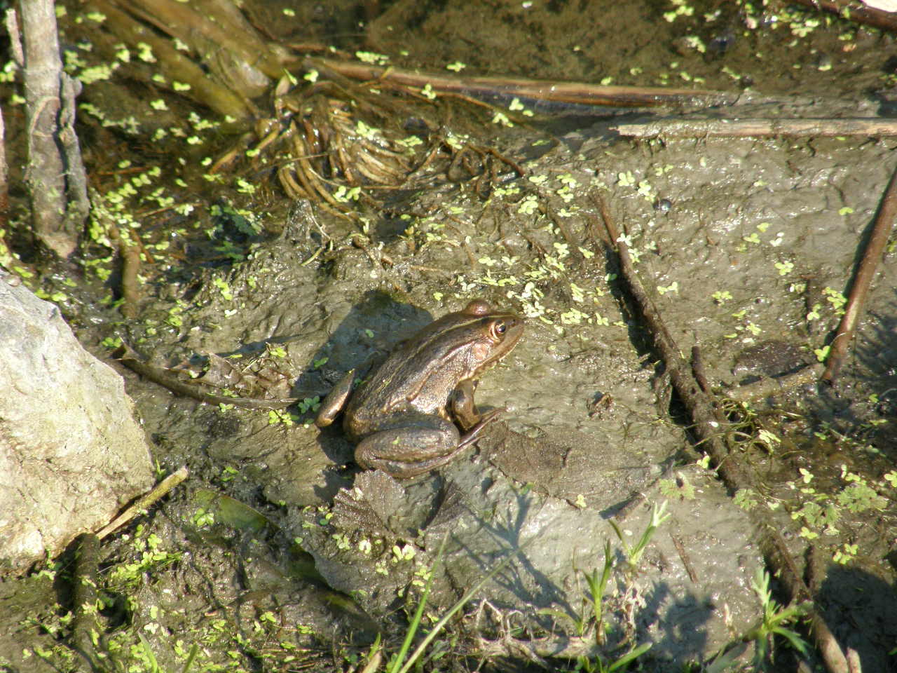 Faccia di... bronzo! Pelophylax sp. (Grecia)