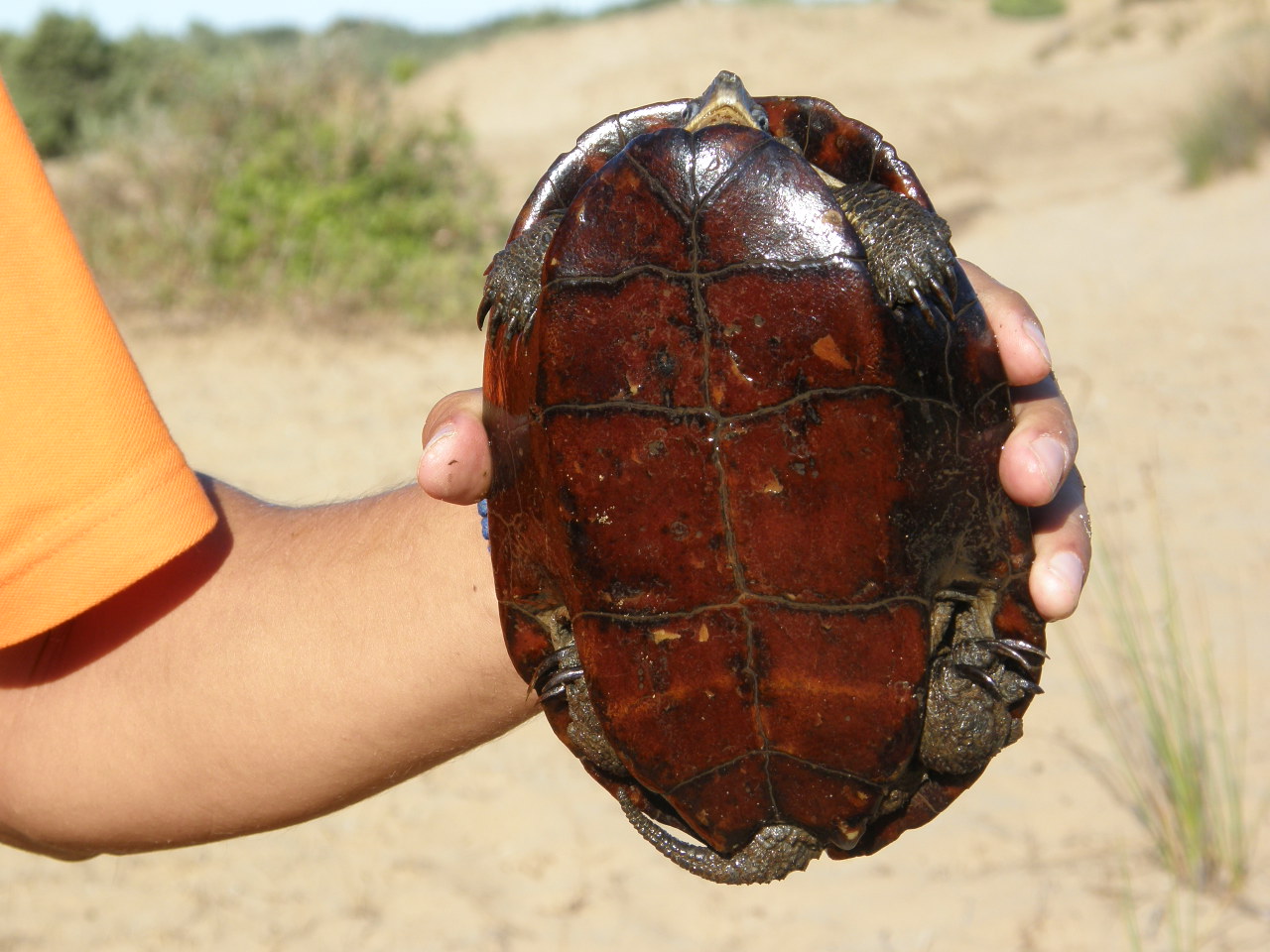 Eccezionale scoperta II: Mauremys rivulata rubriventris