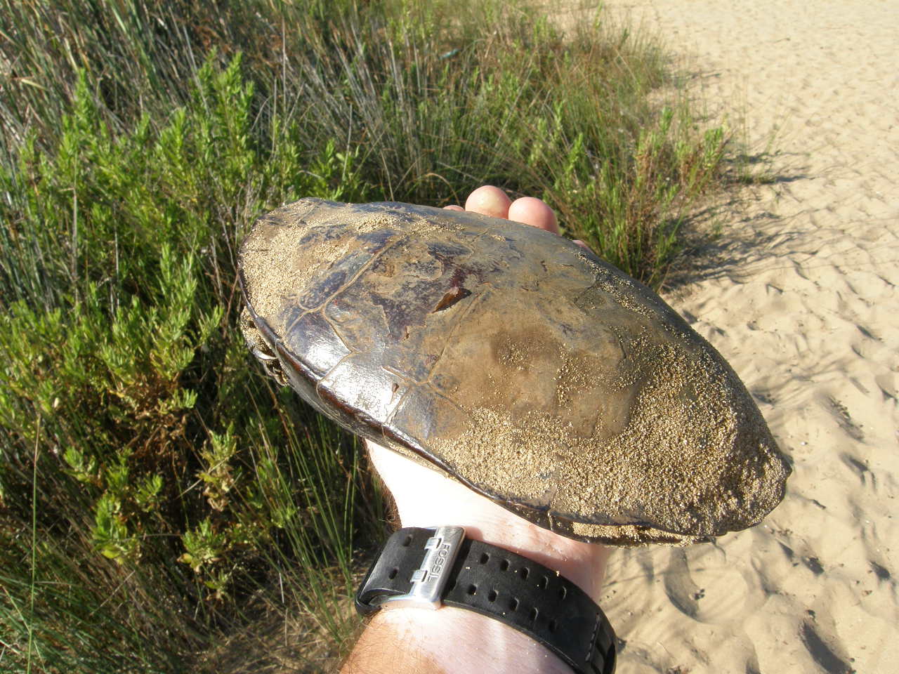 Eccezionale scoperta II: Mauremys rivulata rubriventris