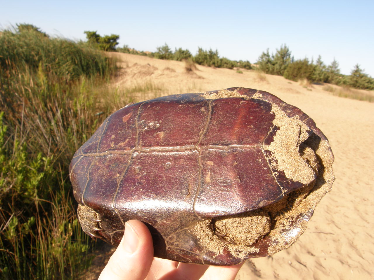 Eccezionale scoperta II: Mauremys rivulata rubriventris