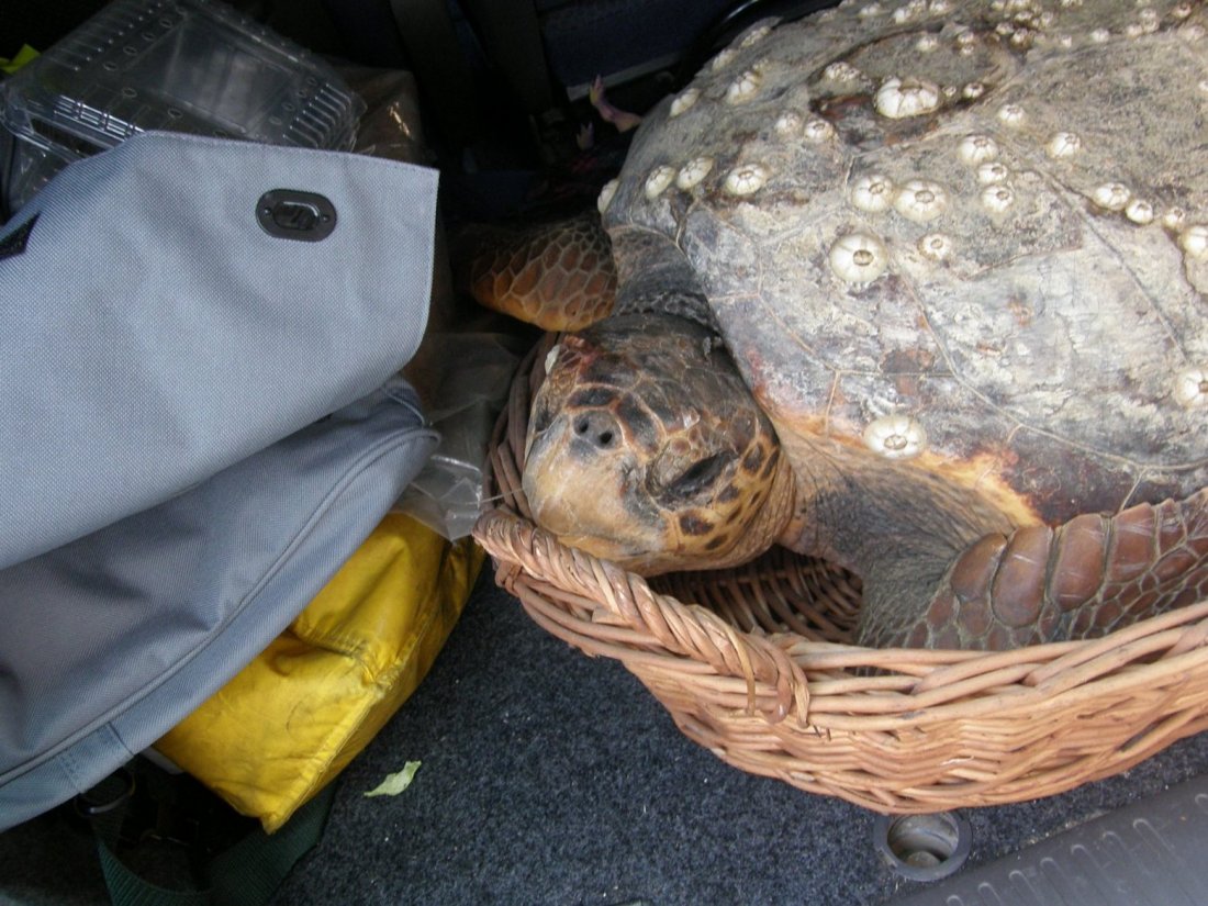 Salvataggio Caretta caretta!!