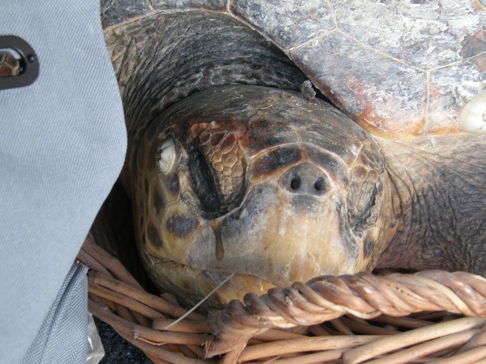 Salvataggio Caretta caretta!!