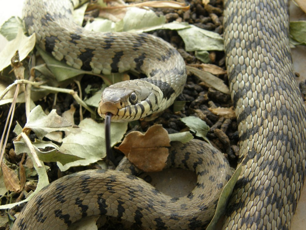 IL GIALLO DEL ...SERPENTE CINESE!