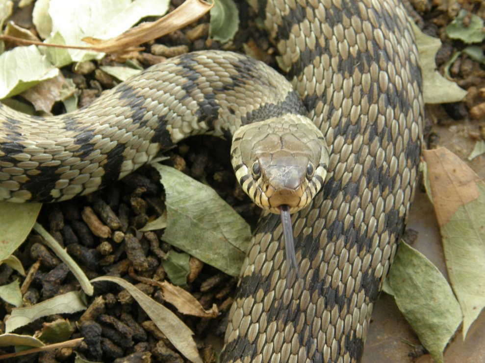 IL GIALLO DEL ...SERPENTE CINESE!