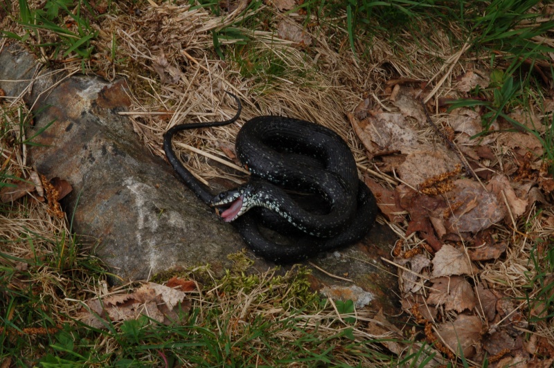 Piccolo test. Di che serpente si tratta?