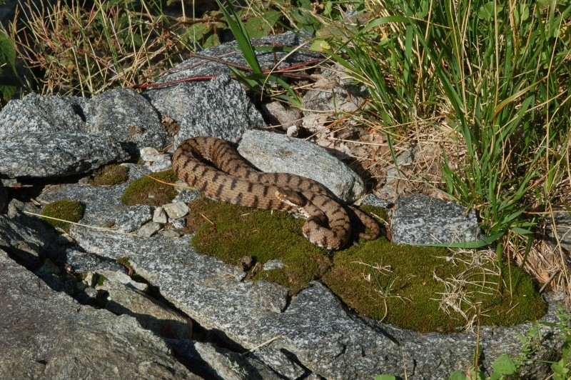 Vipera aspis francisciredi